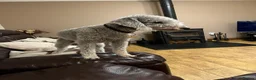 Bedlington Terrier dogs for sale: Quality Bedlington Terrier Puppies  - Advert 3