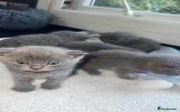 British Shorthair cats for sale: 5 remarkable British shorthairs  - Image 6