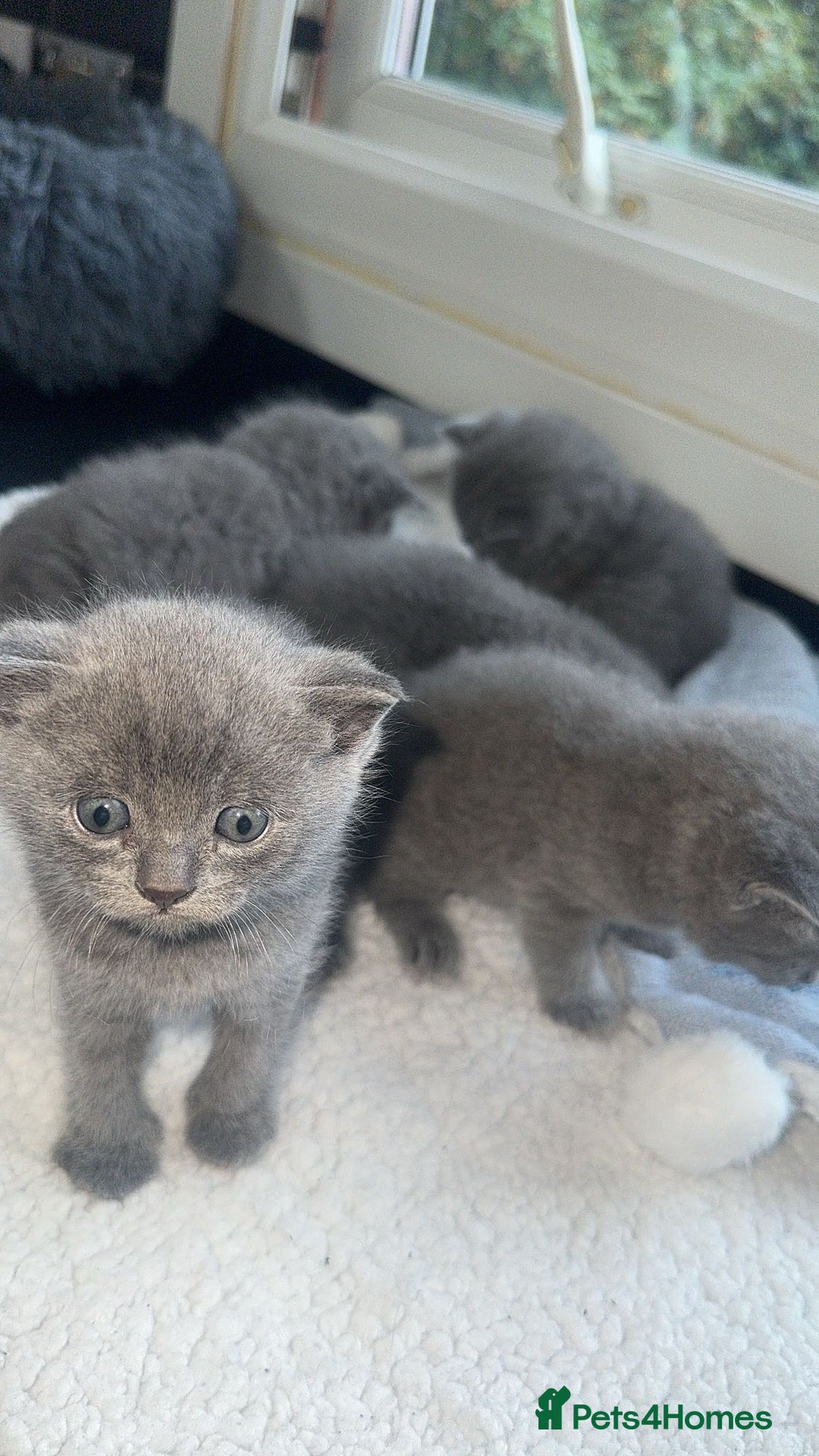British Shorthair cats for sale: 5 remarkable British shorthairs  - Image 6