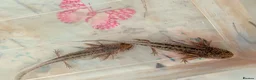 Axolotl reptiles for sale: Beautiful hypo baby Axolotls available last few  - Advert 15