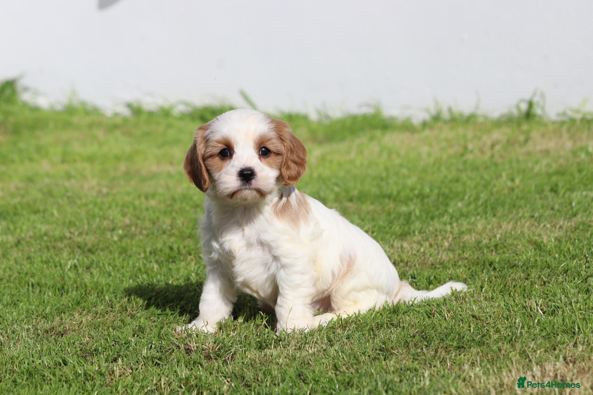 Cavachon dogs Beautiful Cavachon puppies for sale - Advert 1