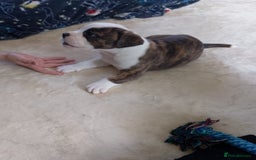 Mixed Breed dogs for sale: Beautiful Big Old Thyme bulldog x Staffy Pups  - Image 7
