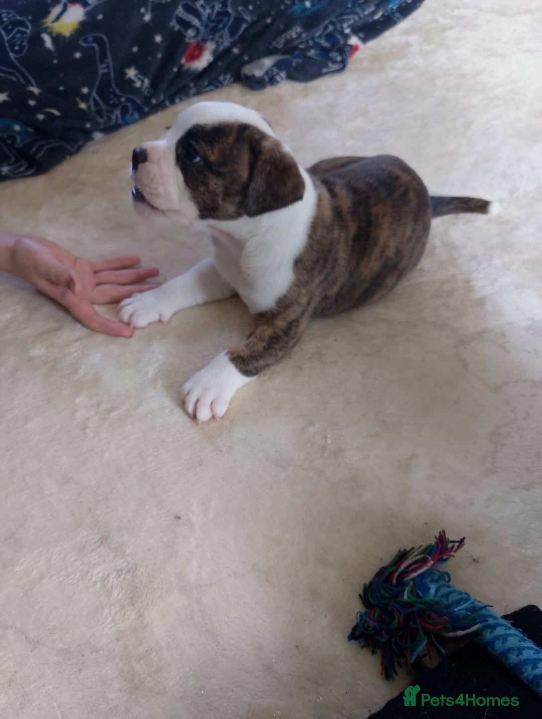 Mixed Breed dogs for sale: Beautiful Big Old Thyme bulldog x Staffy Pups  - Image 7