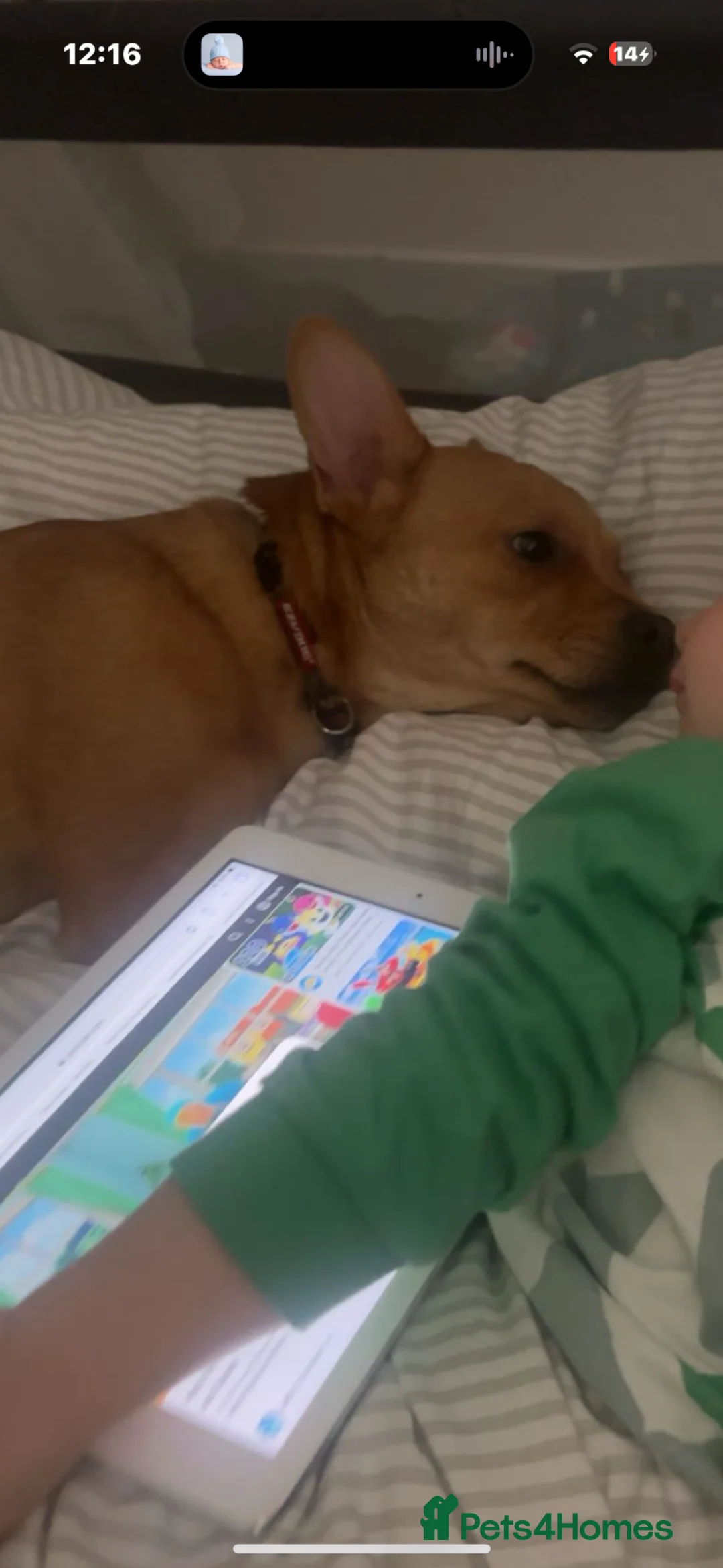 Mixed Breed dogs for sale: Pomerainian x French Bulldog boy for sale.  in Edinburgh - Advert 2