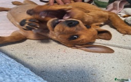 Mixed Breed dogs for sale: Beautiful dachshund mix puppies  - Image 22
