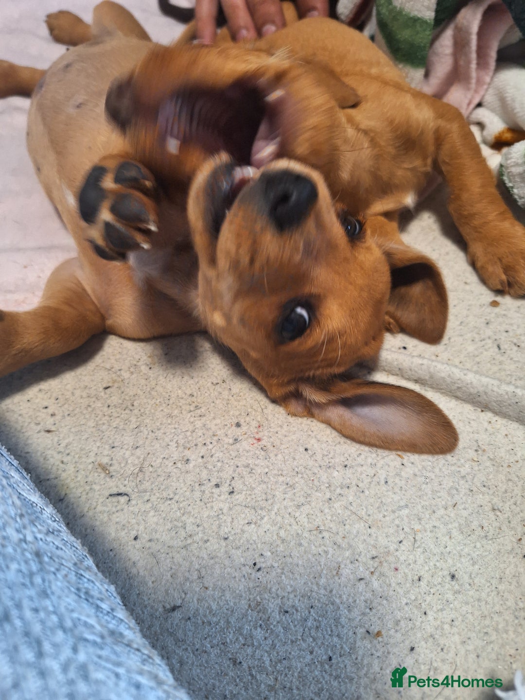 Mixed Breed dogs for sale: Beautiful dachshund mix puppies  - Image 22