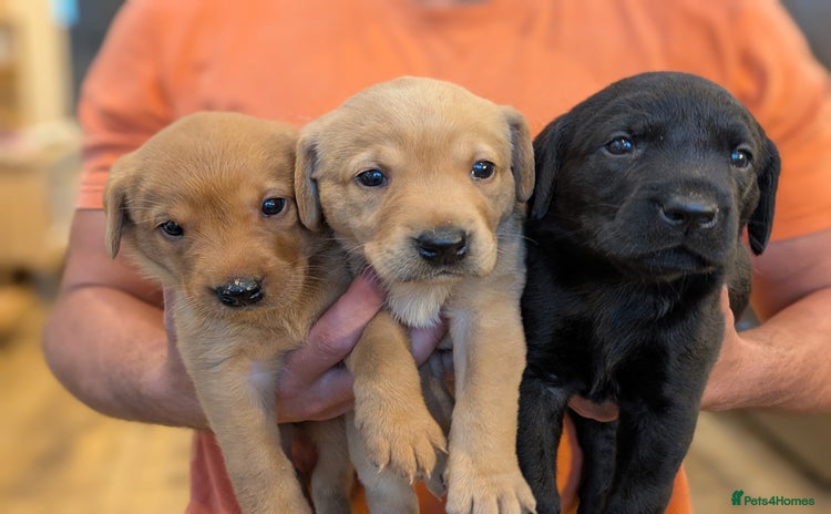 Labrador Retriever dogs for sale - Advert 1