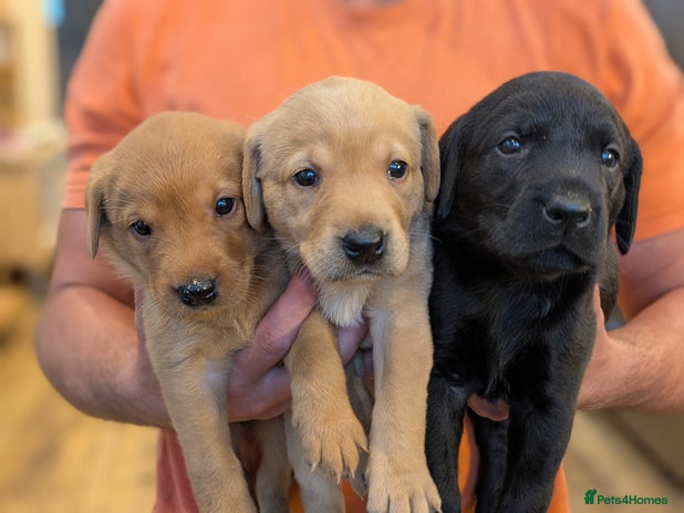 Labrador Retriever dogs - Advert 11