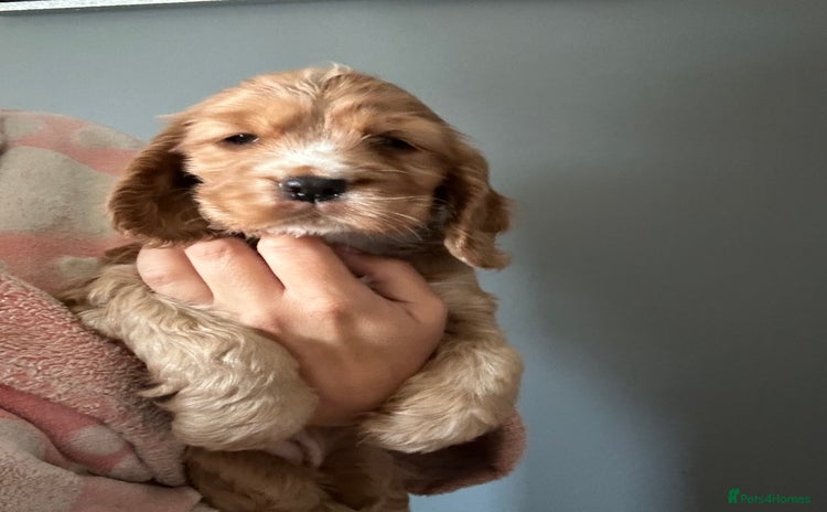 Cocker Spaniel dogs - Advert 2