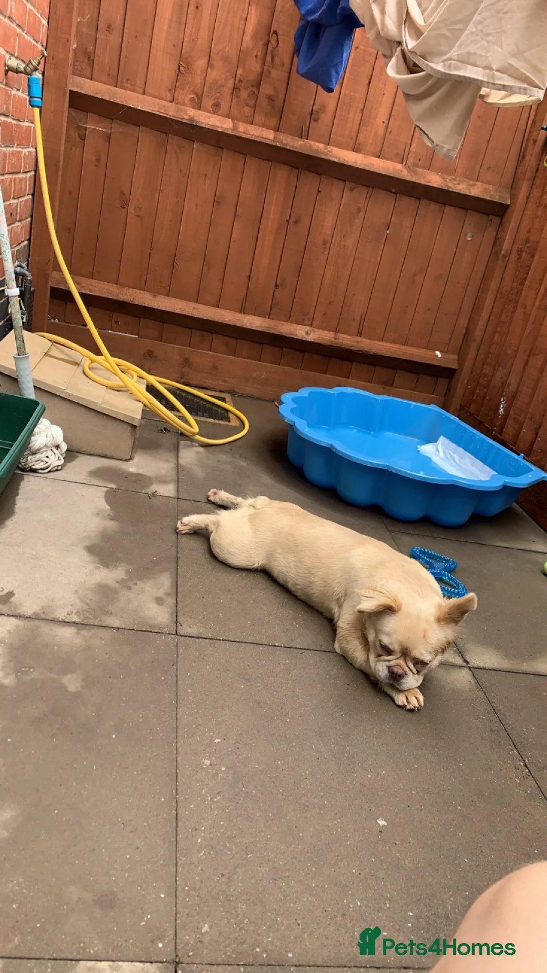 French Bulldog dogs for sale: Stunning Fluffy frenchies  - Advert 1