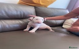 English Bull Terrier dogs for sale: English bull terrier  - Image 6