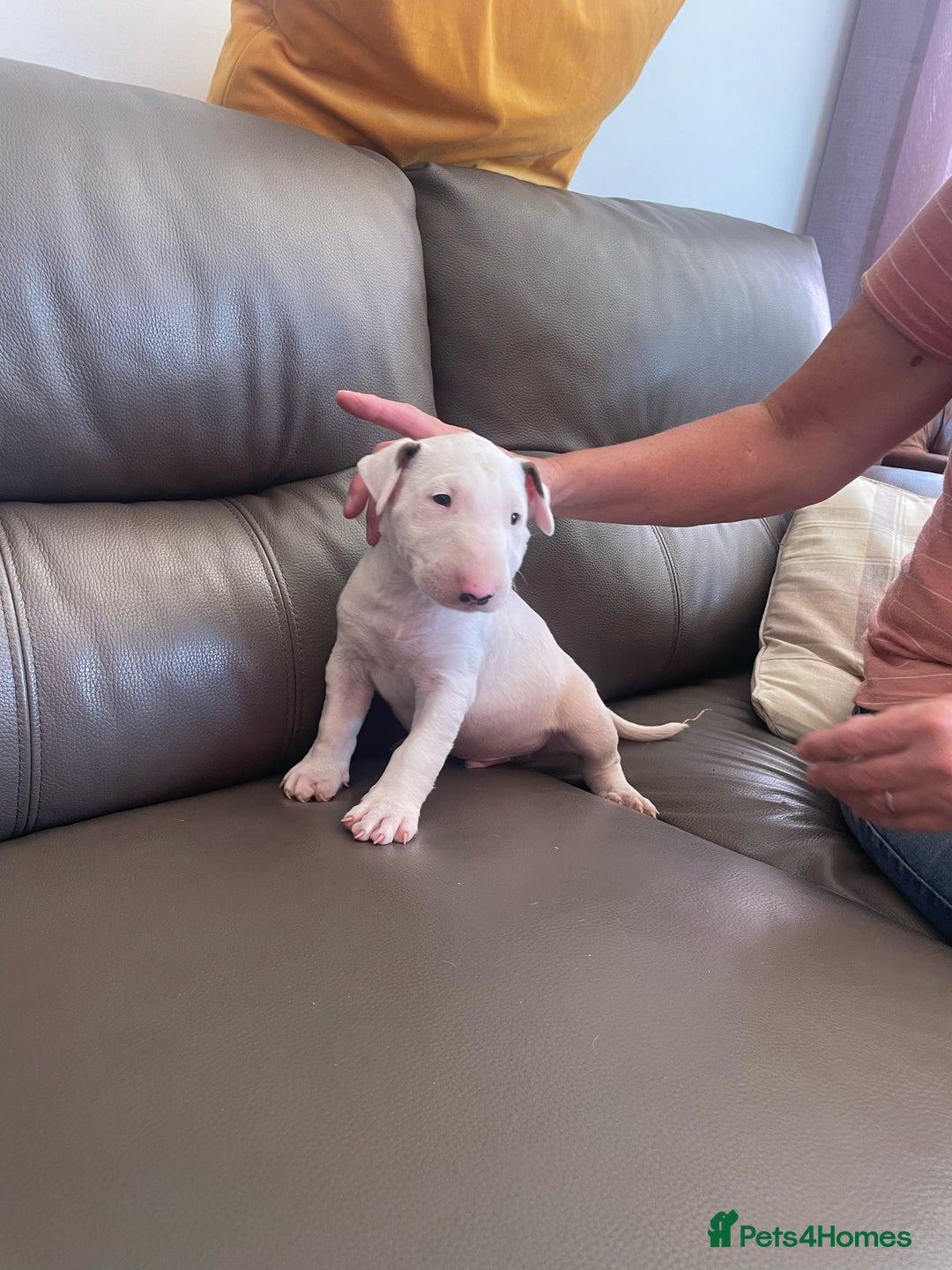 English Bull Terrier dogs for sale: English bull terrier  - Image 6