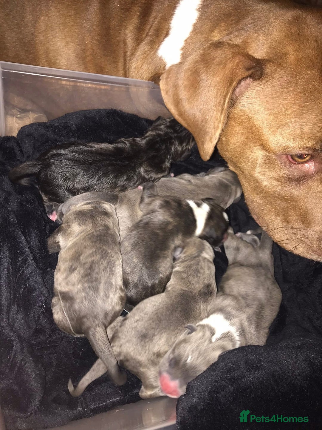 American Bulldog dogs for sale: Ivory 9 week old puppy for sale  - Image 8