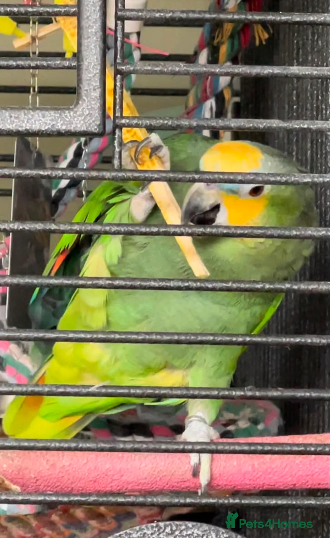 Parrots birds for sale: Blue Fronted Amazon in Rochdale - Advert 4