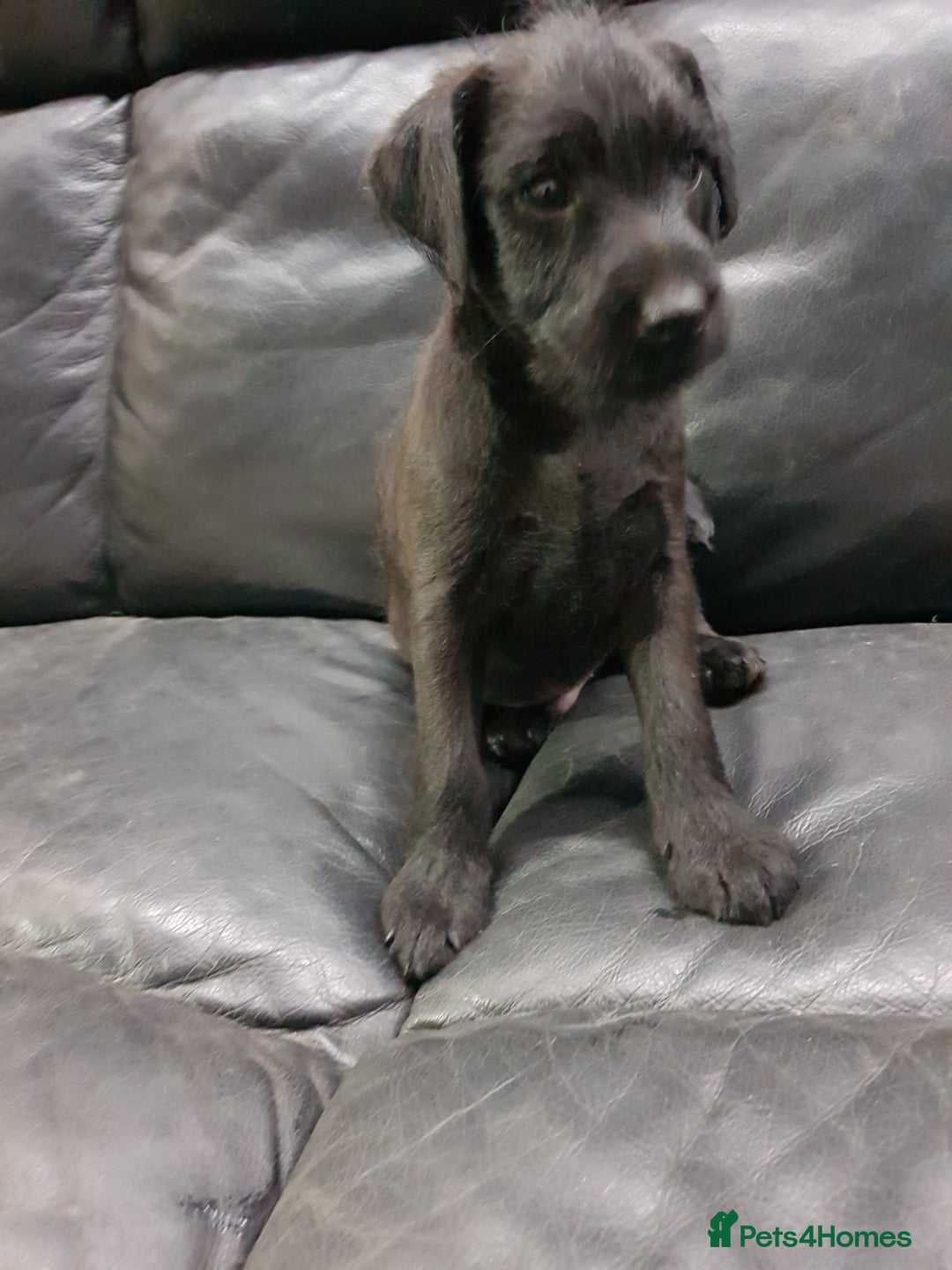Mixed Breed dogs for sale: Lovely patterdale x Lakeland terrier pups - Advert 2