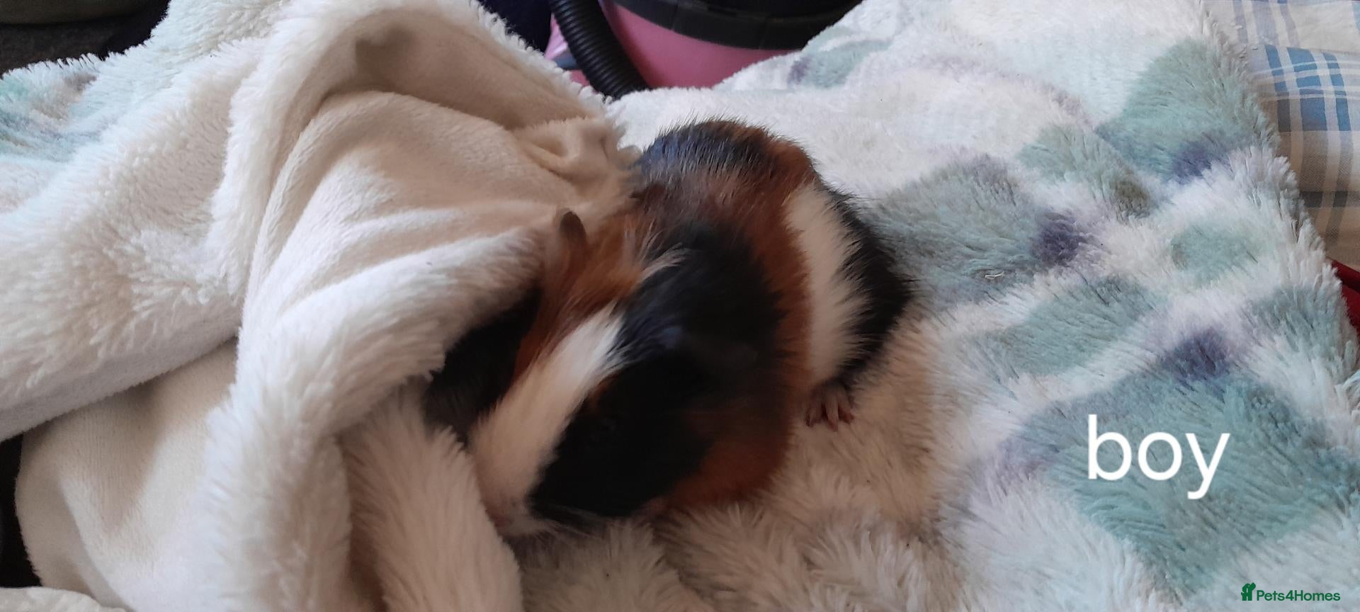 Guinea Pig rodents Guinea pigs 6 weeks  - Advert 8