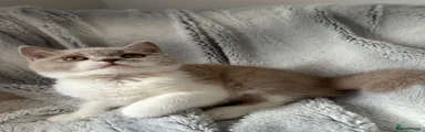 British Shorthair 4