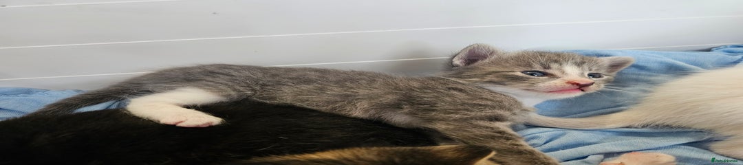 Mixed Breed Kitten 1 grey