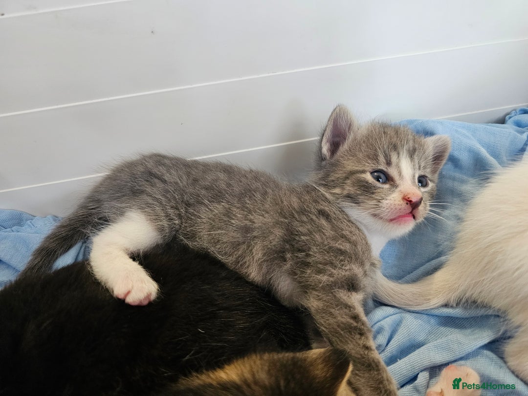 Mixed Breed cats for sale: Kittens Available to Reserve - Image 35