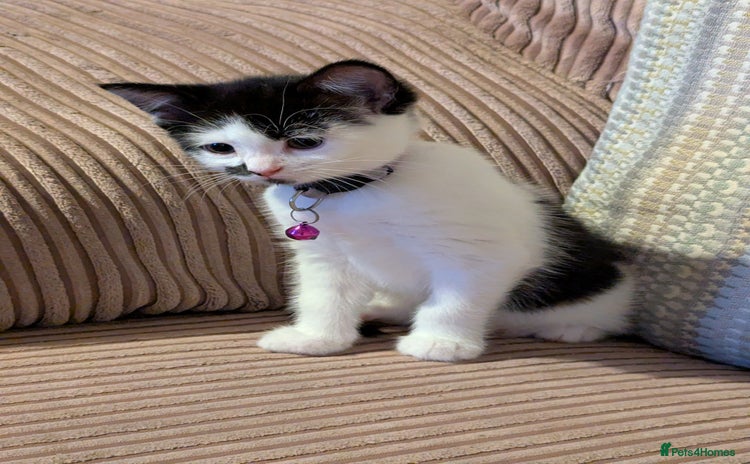 Domestic Shorthair cats - Advert 4
