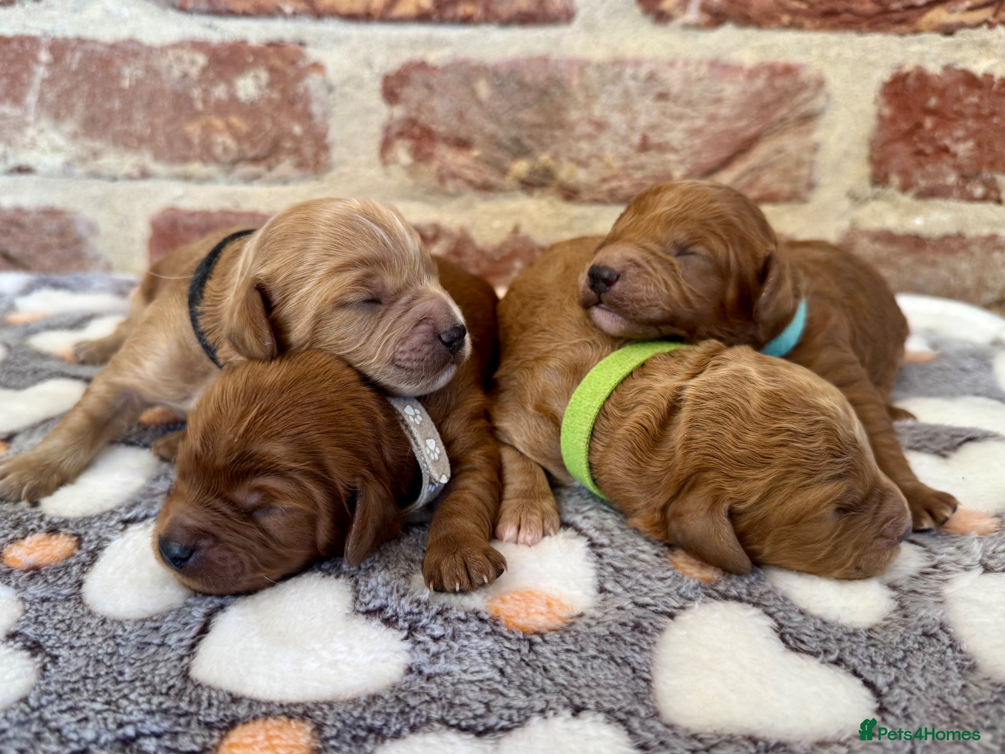 Cavapoo dogs 🐾 F1b male cavapoos 🐾 - Advert 1