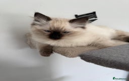 Ragdoll cats for sale: Ragdoll - Image 6