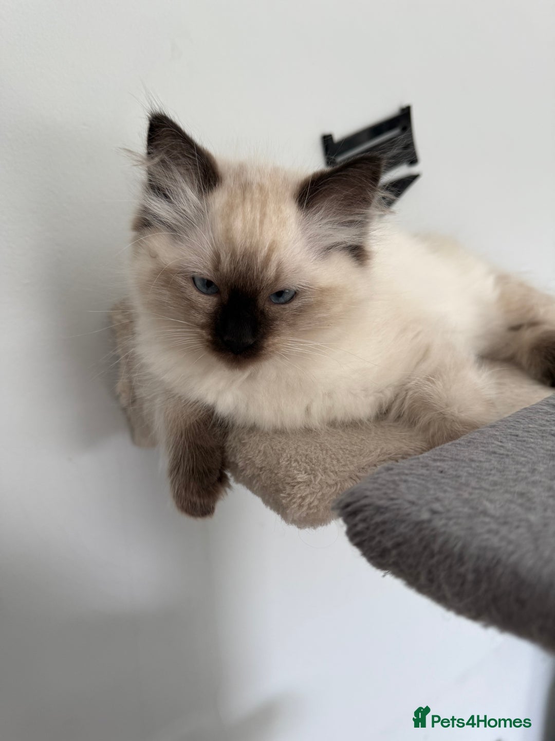 Ragdoll cats for sale: Ragdoll - Image 6