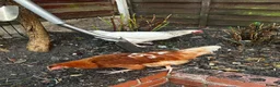 Chickens poultry for sale: 4 Hens for £70 in Manchester - Advert 23