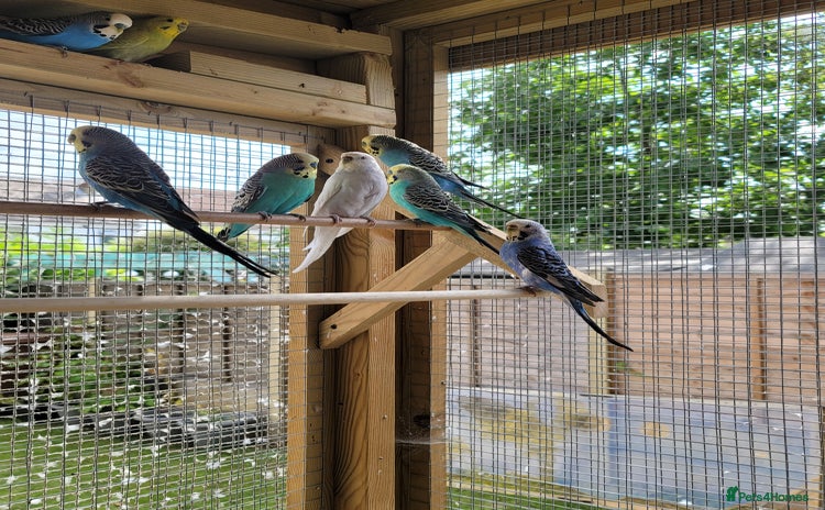 Budgerigars birds - Advert 1