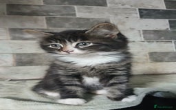 British Longhair cats for sale: Long haired kittens for sale - Image 9