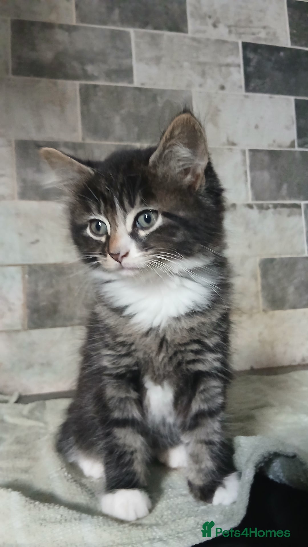 British Longhair cats for sale: Long haired kittens for sale - Image 9