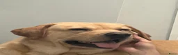 Labrador Retriever dogs for stud: Golden Labrador Retriever (4 years old)  in Ruislip - Advert 15
