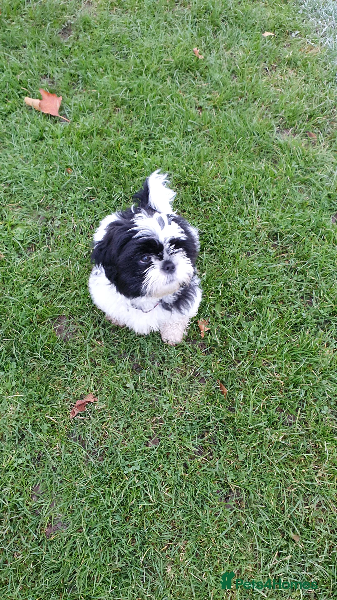 Shih Tzu dogs for stud: For stud only - Advert 2