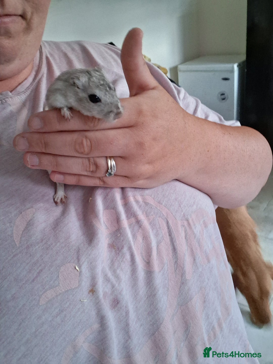 Mixed Breed rabbits for sale: Rabbits, guinea pigs and gerbil  - Image 5
