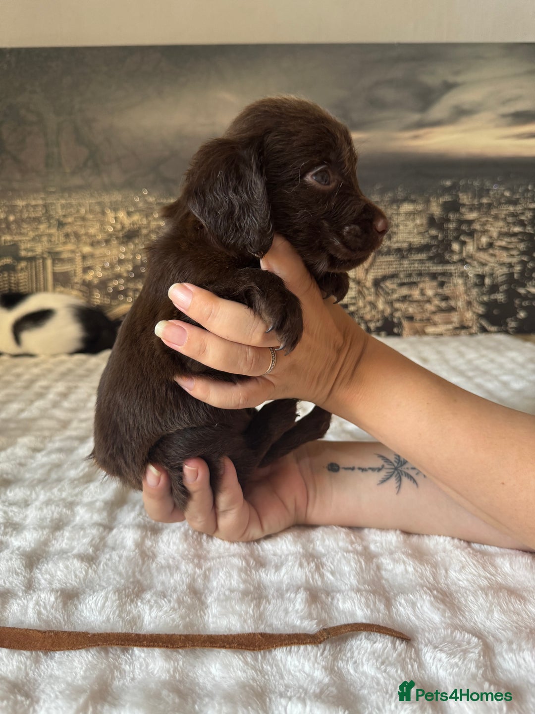 Springador dogs for sale: Chocolate Springador Puppies – Ready Soon! 🐾 - Image 13