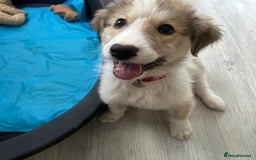 Mixed Breed dogs for sale: 💛🐾 Lovely Lisa 🐾💛 - Image 17