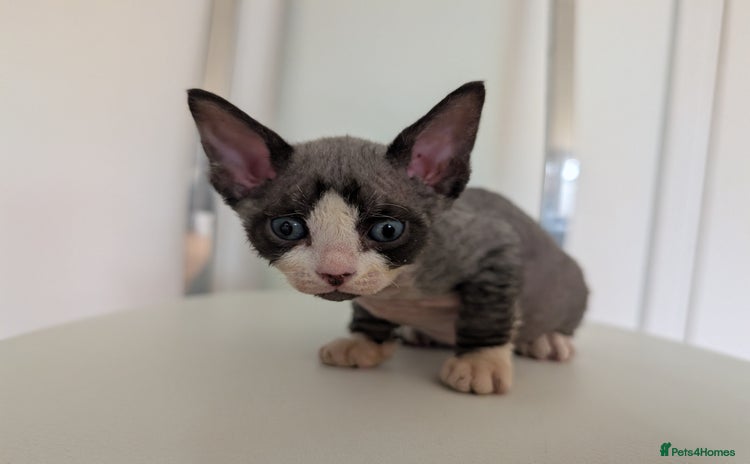 Sphynx cats - Advert 1
