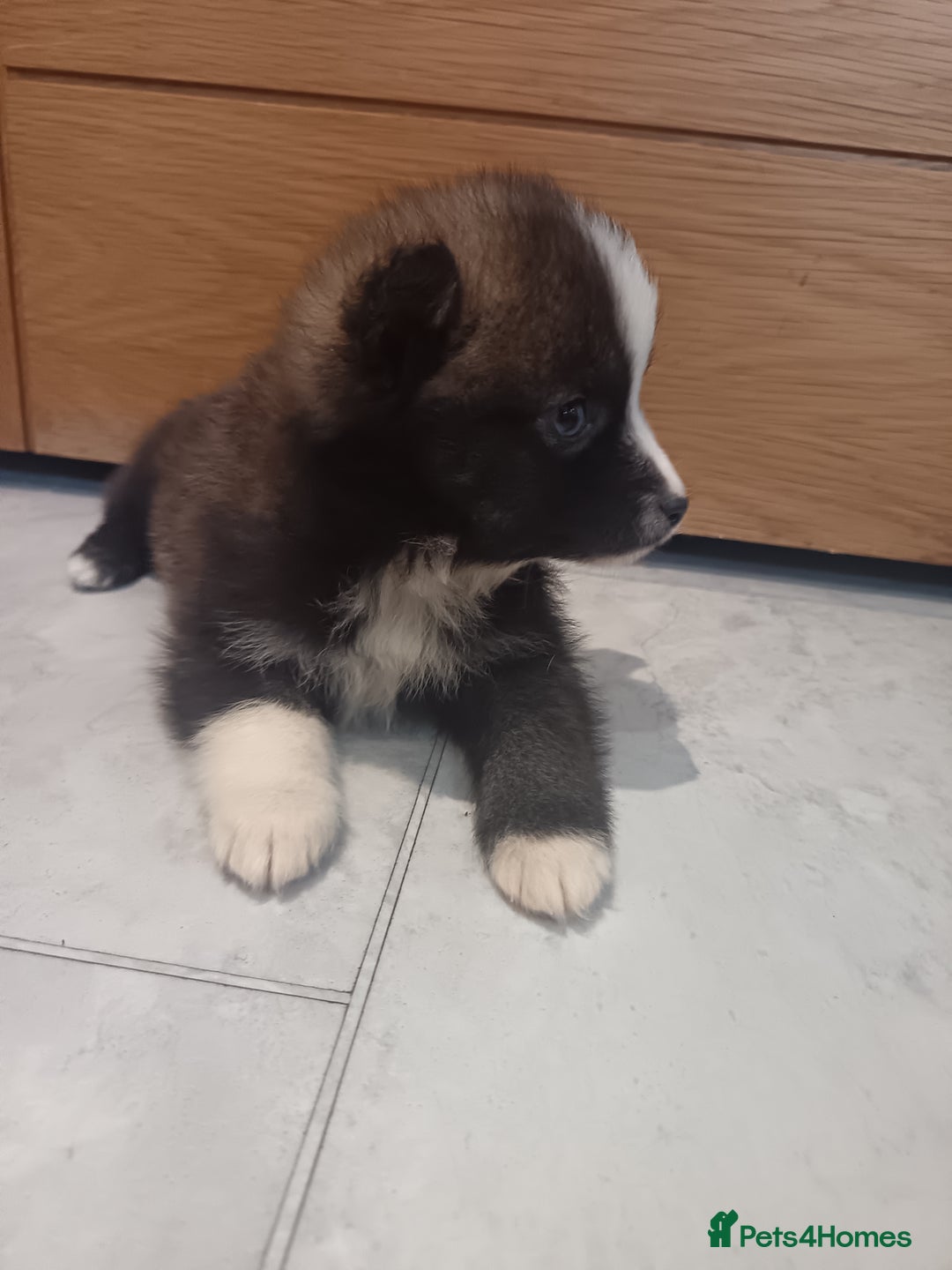 Pomsky dogs for sale: Amazing puppys - Advert 20