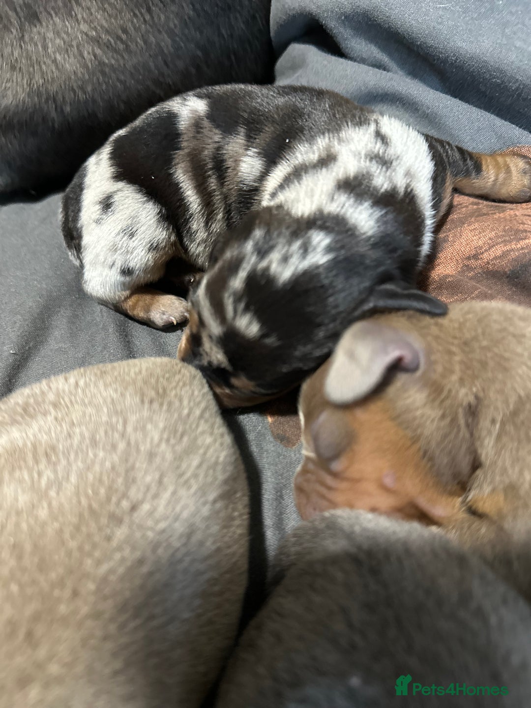 Dachshund dogs for sale: 7 Beautiful dachshund puppies  - Advert 24