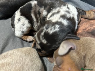 Dachshund dogs 7 Beautiful dachshund puppies - Advert 6