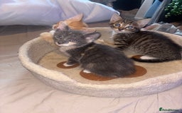 British Shorthair cats for sale: Kittens For Sale - Image 3
