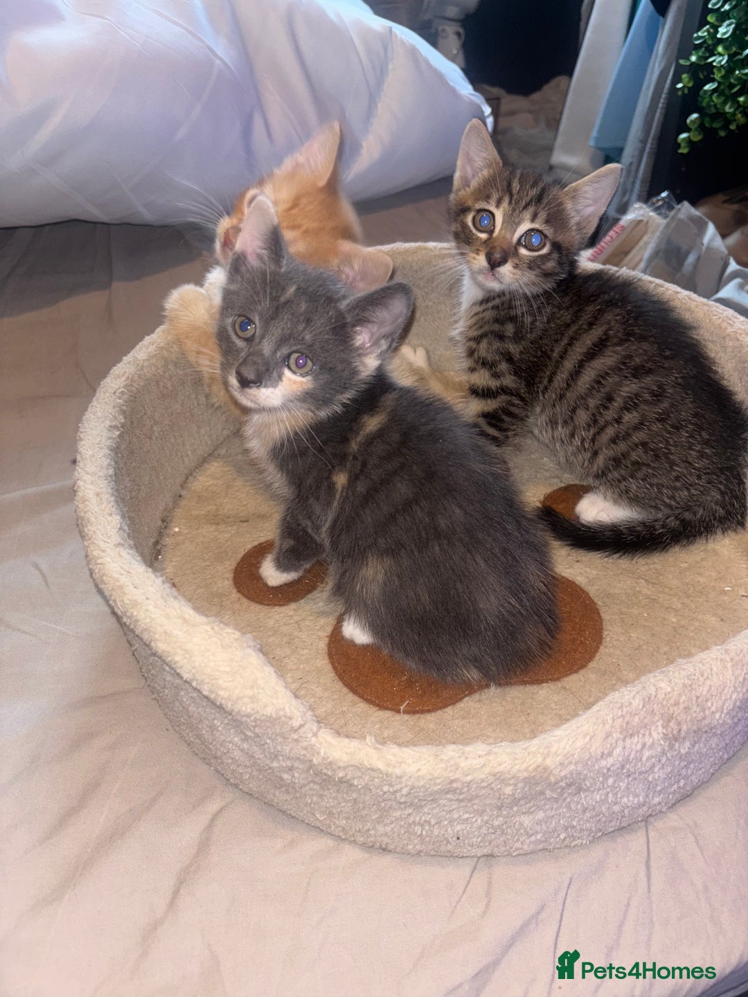 British Shorthair cats for sale: Kittens For Sale - Image 3