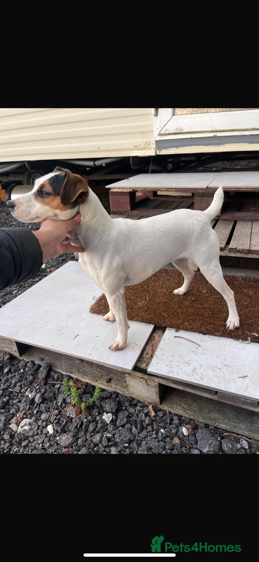 Mixed Breed dogs for sale: Surprise litter great family / working dogs in Swanley - Advert 1