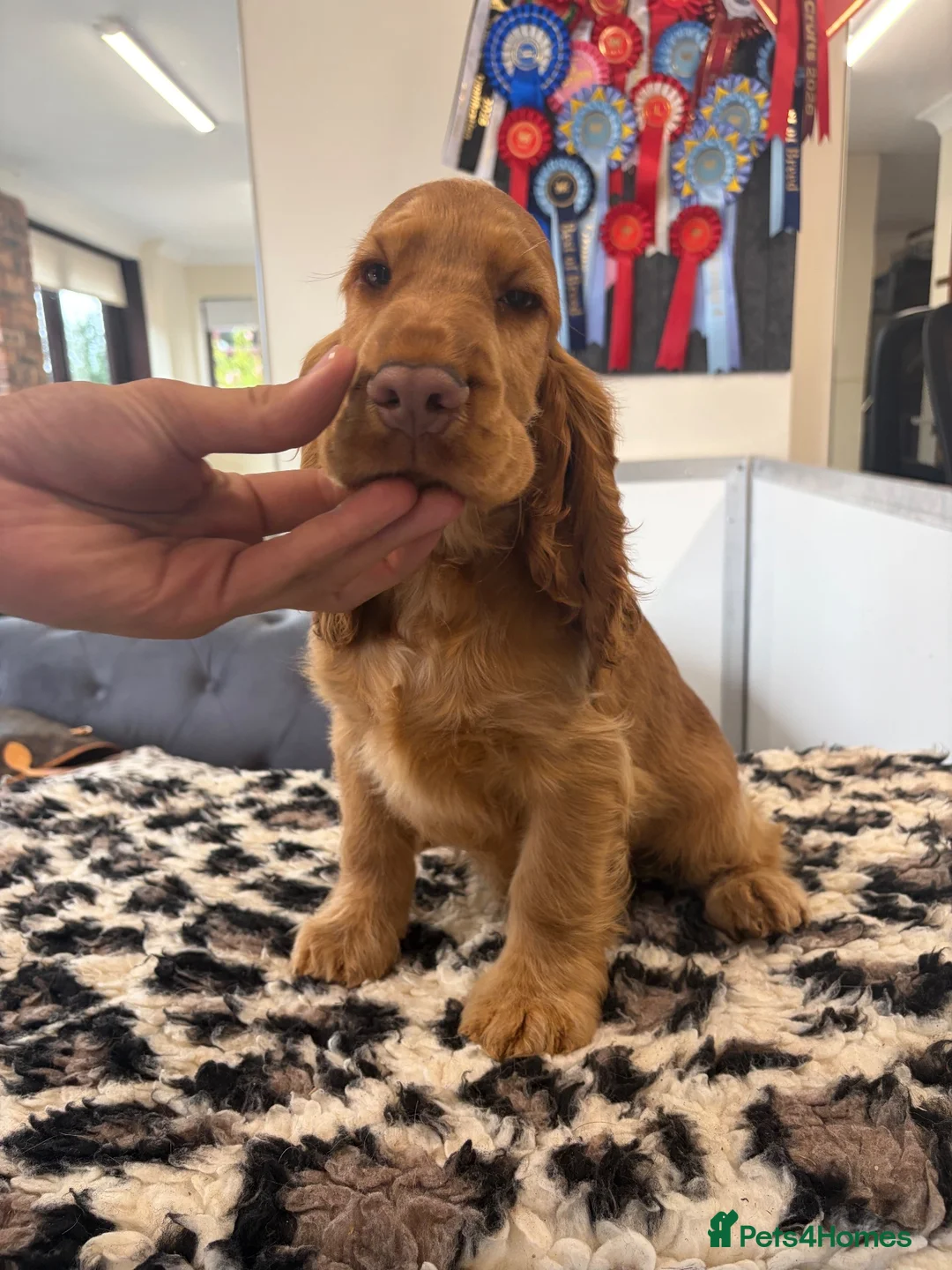 Cocker Spaniel dogs for sale:  STUNNING KC-REGISTERED GOLDEN SHOW COCKER BOY  - Advert 2