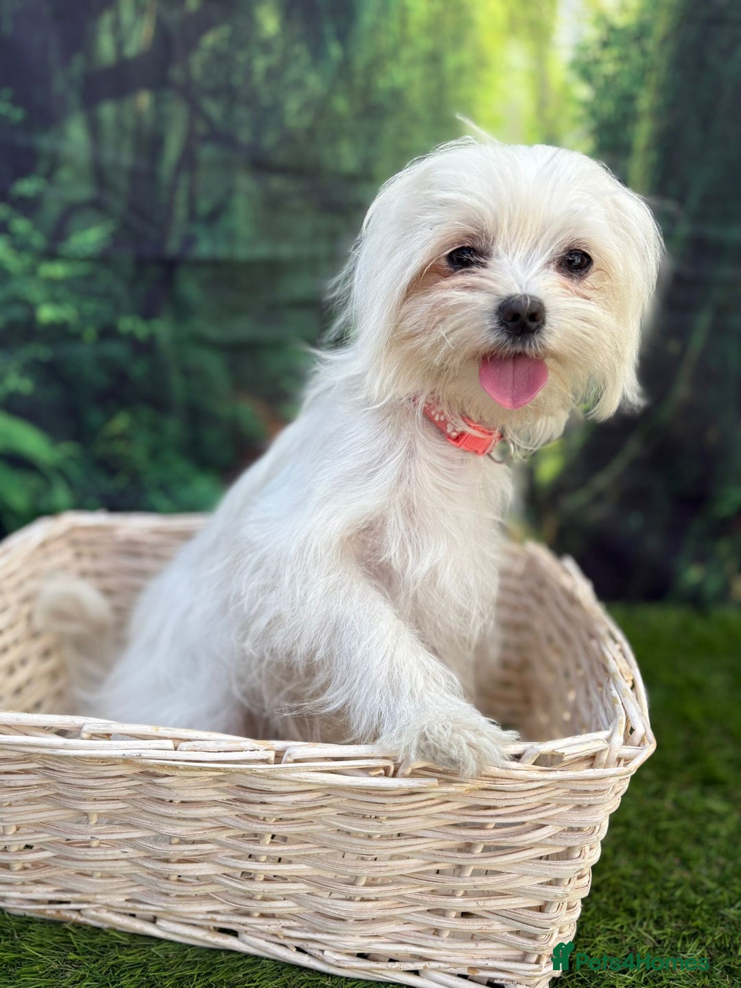 Maltese dogs for sale:  Maltese looking for a new home only 1 boy left - Image 4