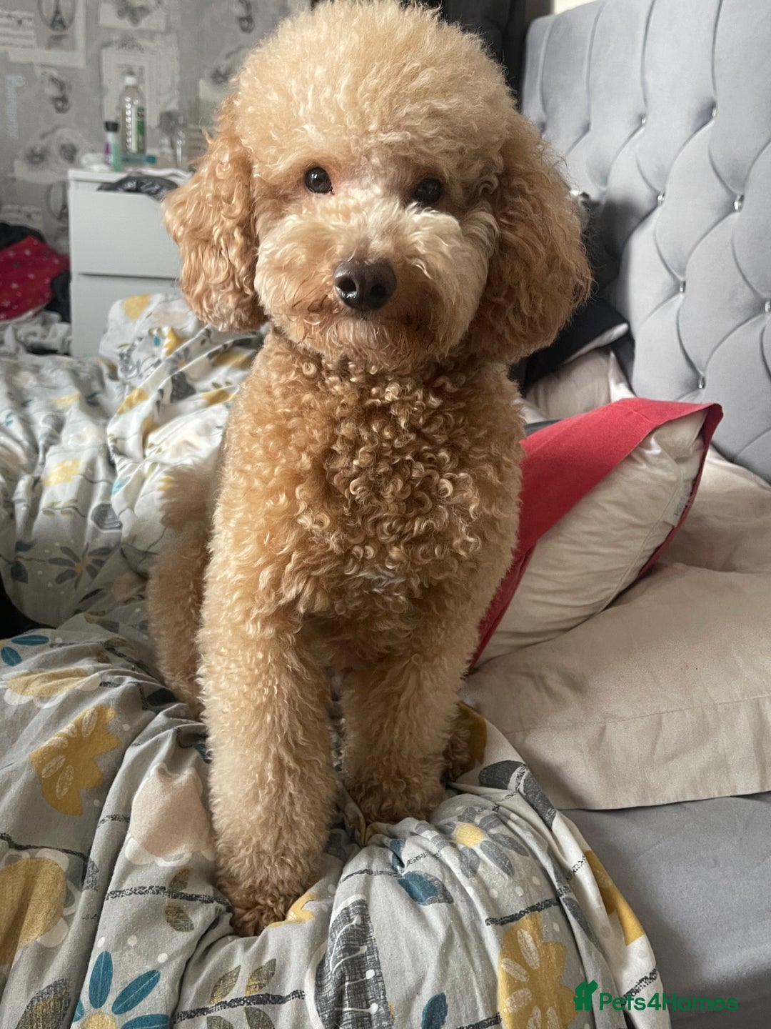 Toy Poodle dogs for stud: KC registered. GENETIC & HEALTH TESTED. in Wigan - Image 12