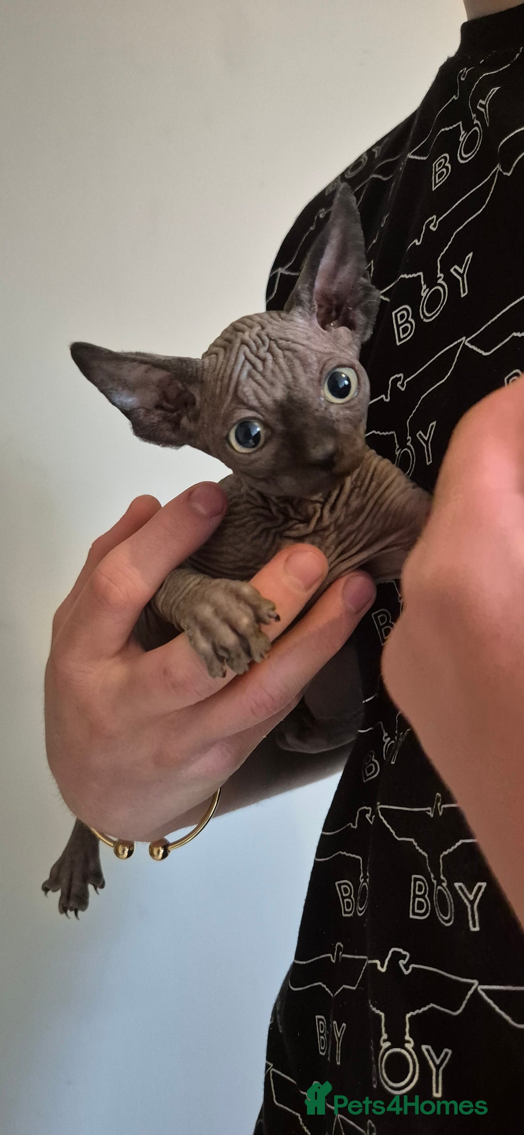 Sphynx cats for sale: Silver elf and black little babies - Image 12