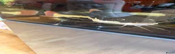 Catfish fish for sale: Red tail cat fish  in Addlestone - Advert 1