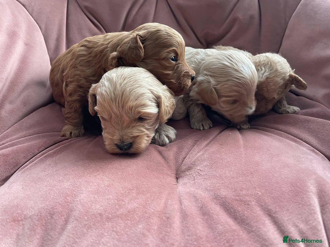 Maltipoo dogs for sale: Beautiful Maltipoo’s - Advert 4