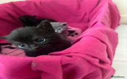 British Shorthair cats for sale: Black british shorthair kittens - Image 4